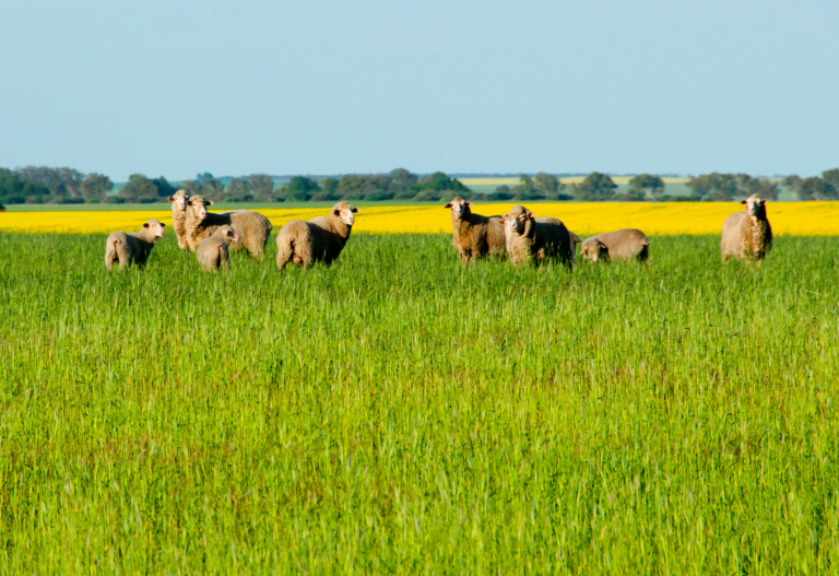 WA Carbon Farming and Land Restoration Program GoldfieldsEsperance