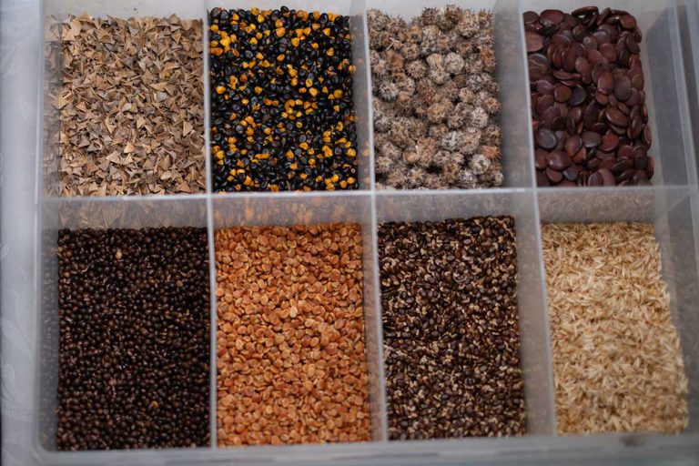 Northern Native Seed Industry Development Initiative (NNSIDI)