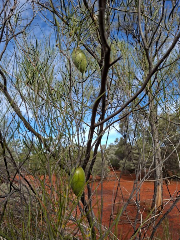 Karlkurla Silky Pear