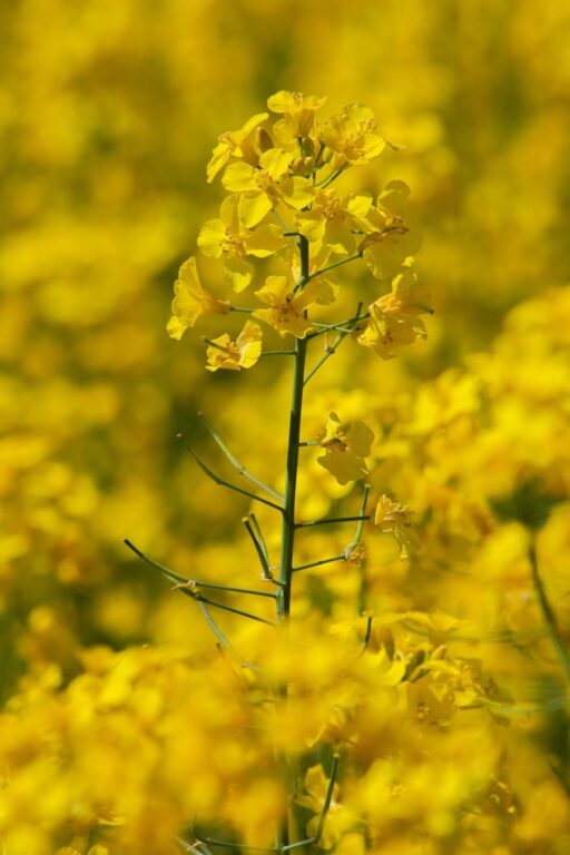 Australia exports over 6 million tonnes of canola annually